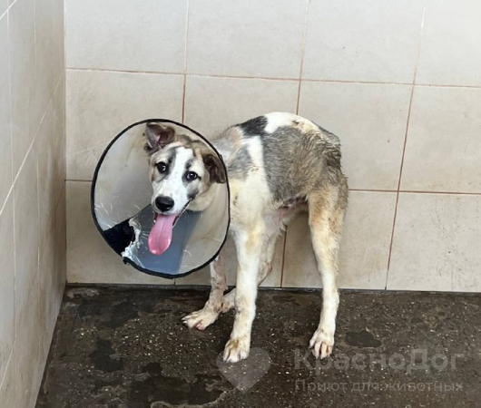 Мотор